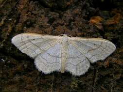 Image of Geometrid and Swallowtail Moths