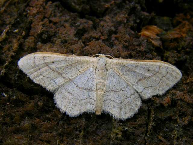 Image of Idaea