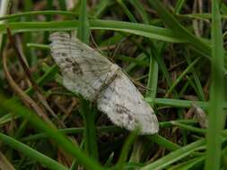 Image of Idaea