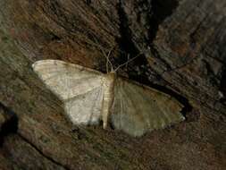 Image of Idaea