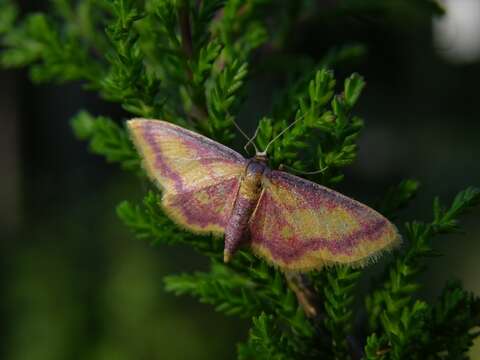 Idaea resmi