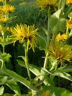 Plancia ëd Inula