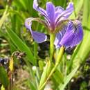 Image of seashore iris