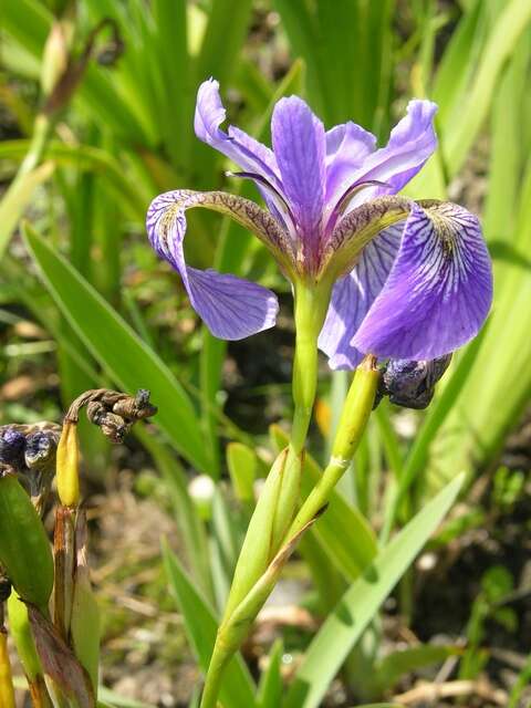 Iris spuria L. resmi