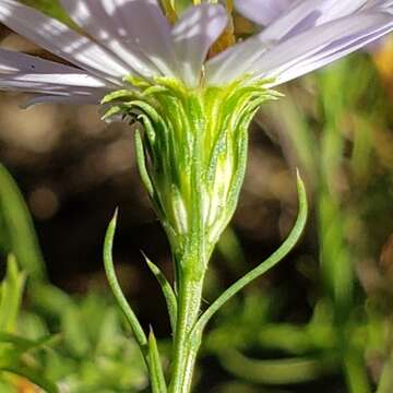 Image of Symphyotrichum kentuckiense