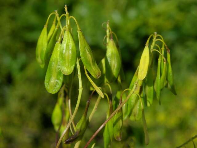 Image of woad