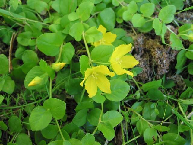 Image of yellow loosestrife