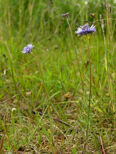 Image of jasione