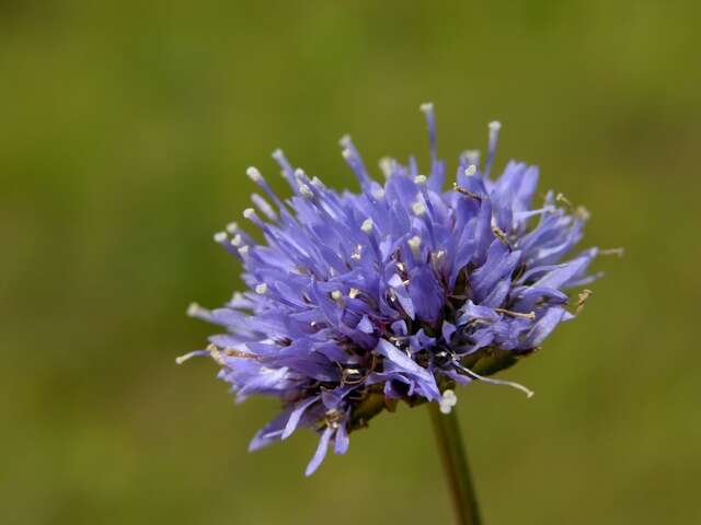 Image of jasione