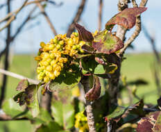 Image of Hollyleaved barberry