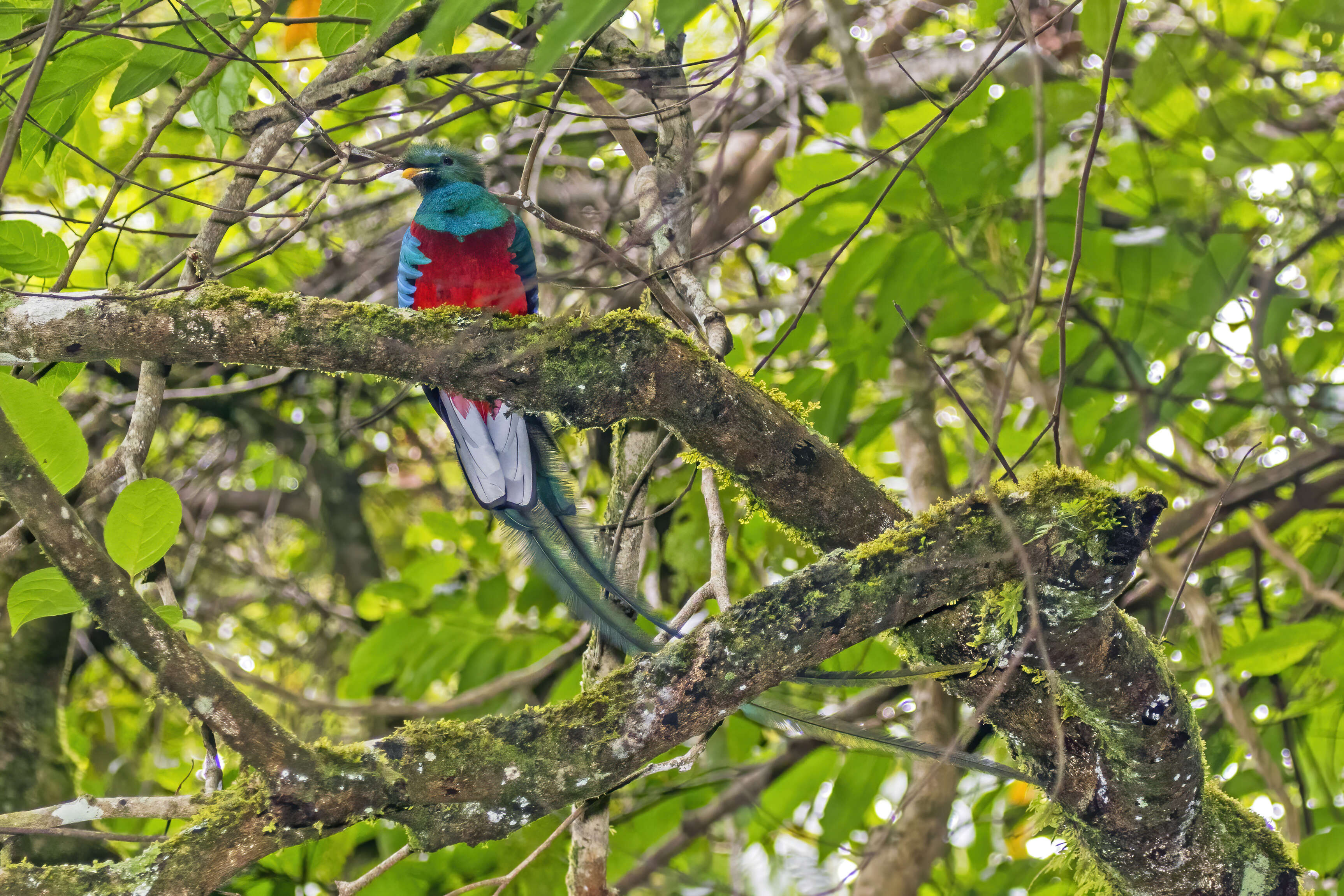 Image of Magnificent Quetzal