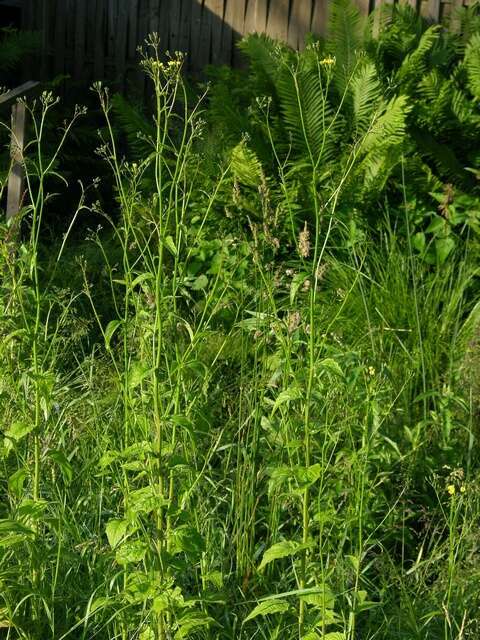 Image of nipplewort