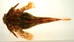 Image of Antlered sculpin