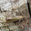 Image de Lathronympha strigana Fabricius 1775