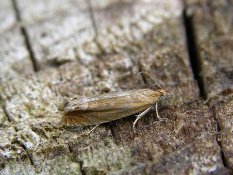 Image de Lathronympha