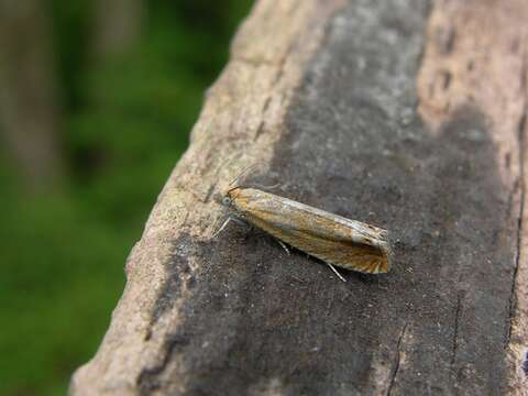 Image of Lathronympha