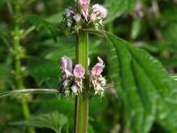 Image of motherwort