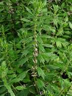 Image of motherwort