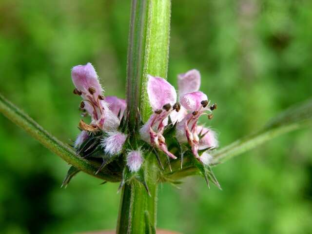 Image of motherwort