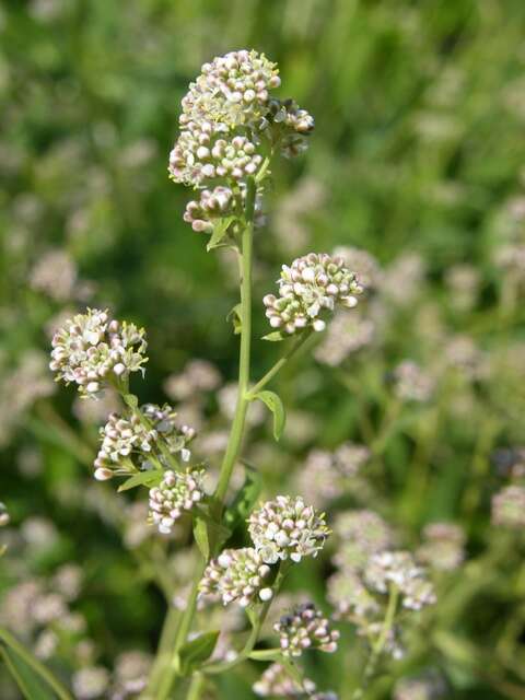 Image of Peppercresses