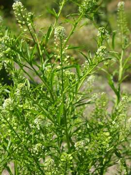 Image of Peppercresses