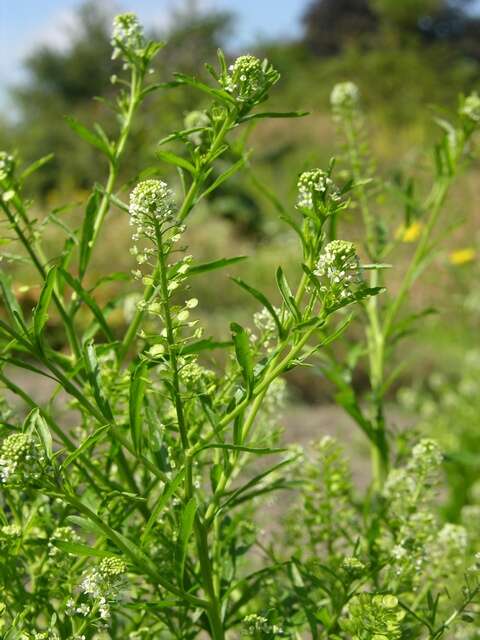 Image of Peppercresses