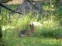 Plancia ëd Lepus Linnaeus 1758