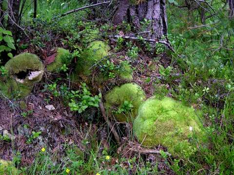 Image of leucobryum moss