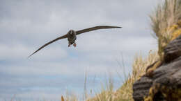 İsli albatros resmi