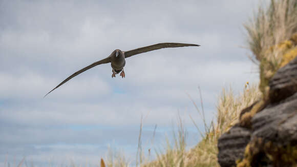 Image de Albatros brun