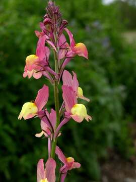 Image of Moroccan toadflax