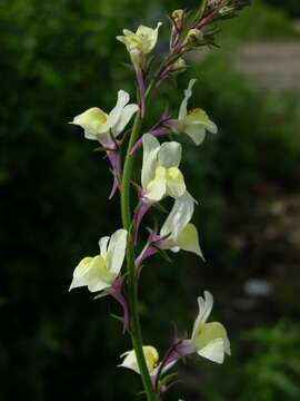 Image of Moroccan toadflax