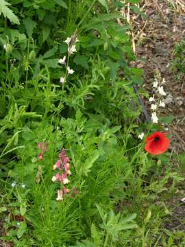 Image of Moroccan toadflax