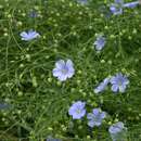 Image of Asian flax