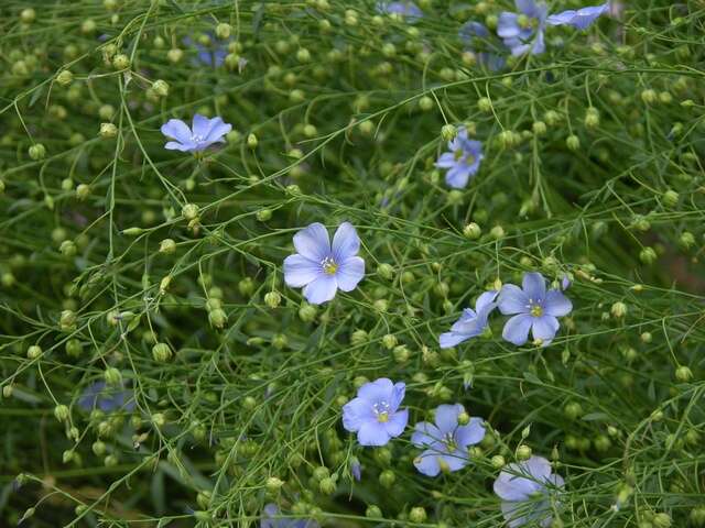 Image of flax family