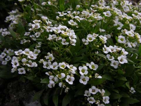 Image of lobularia