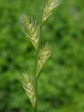 Image of ryegrass