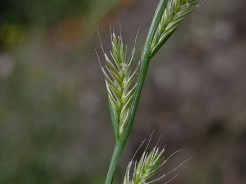 Image of ryegrass