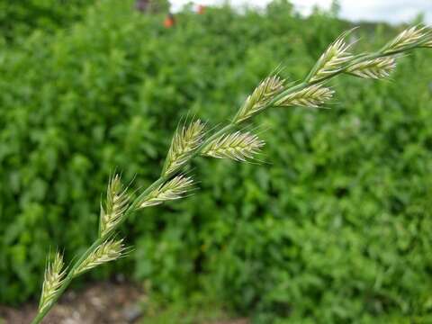 Image of ryegrass