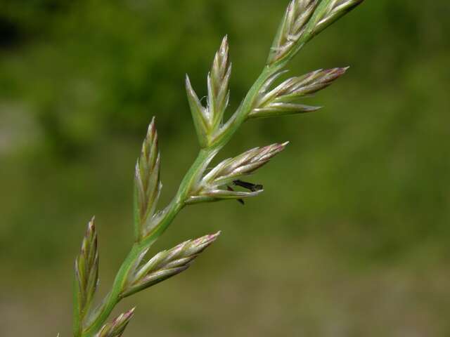 Image of ryegrass