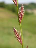 Image of ryegrass