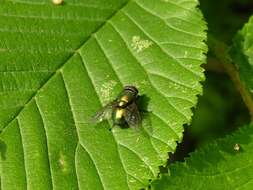 Image of blow flies