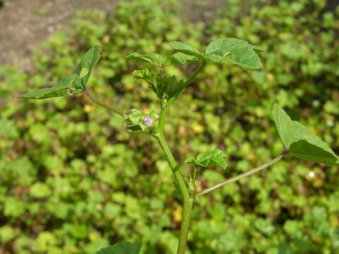 Image of mallow