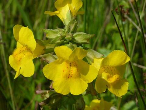 Image of <i>Mimulus guttatus</i>