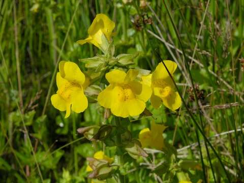 Image of <i>Mimulus guttatus</i>