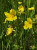 Image of <i>Mimulus guttatus</i>