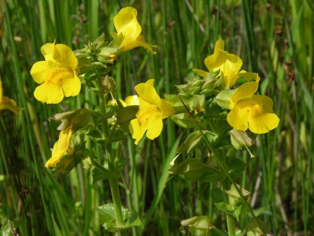 Image of <i>Mimulus guttatus</i>