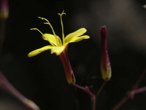 Image of lettuce