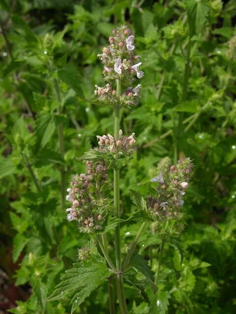 Image of Catnip