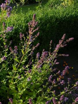 Image of Nepeta nuda L.